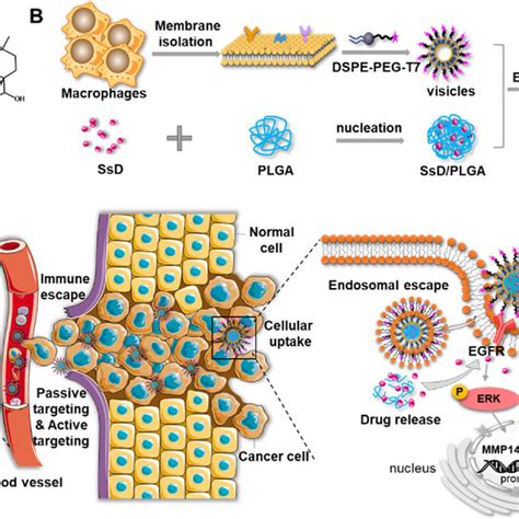 PDF Saikosaponin D Loaded Macrophage Membrane Biomimetic