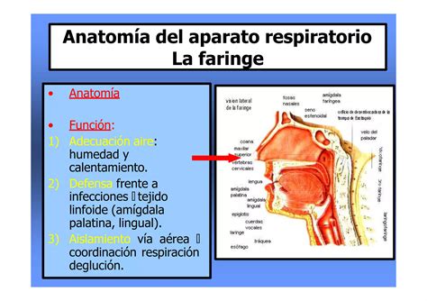 Anatom A Y Fisiolog A Del Aparato Respiratorio Pptx