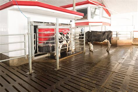 Robot De Traite Pour Vaches Astronaut A Lely Multistalle Avec