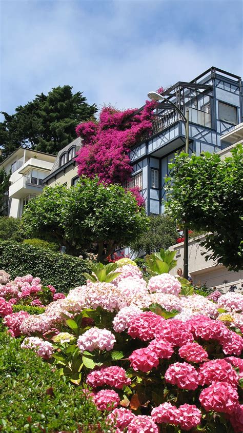 San Francisco Lombard Street Flowers Best Flower Site