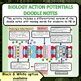 Ap Biology Action Potentials Doodle Notes By Mr Chalks Science Resources