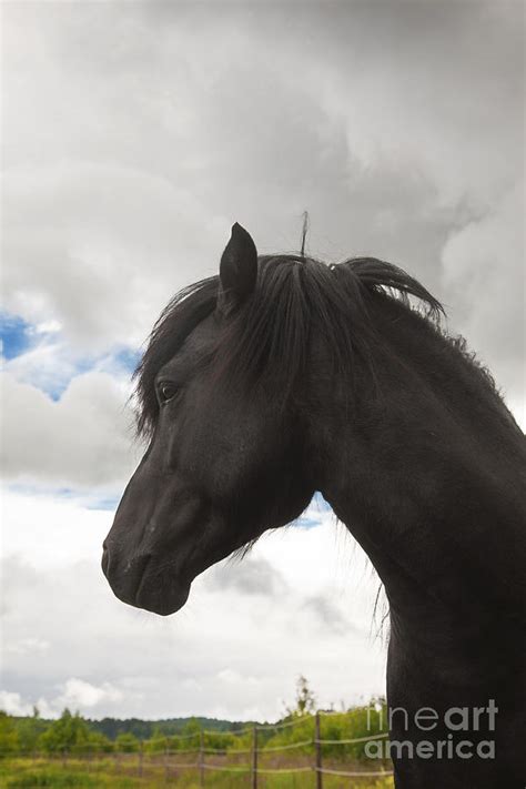 Black Icelandic horse stallion Photograph by Kathleen Smith - Pixels