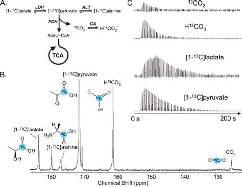 A Diagram Demonstrating The Metabolism Of 1 13 C Pyruvate Which