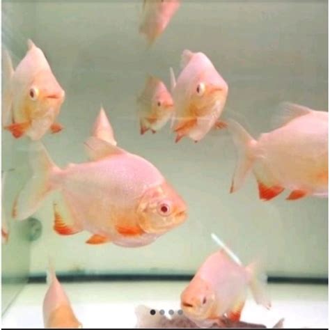 Jual Pacu Hiasan Aquarium Shopee Indonesia