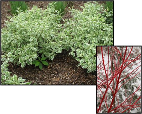 IVORY HALO VARIEGATED DOGWOOD – Hinsdale Nurseries – Welcome to Hinsdale Nurseries