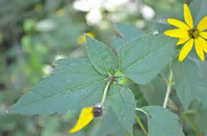 Thin-leaved Sunflower - Watching for WildflowersWatching for Wildflowers