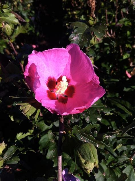 Hibiscus Syriacus Aphrodite Aphrodite Rose Of Sharon From Willowbrook