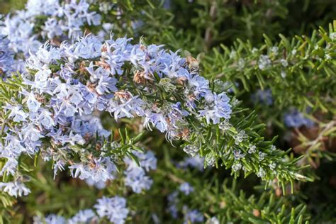 Salvia Rosmarinus Prostratus Group Creeping Rosemary