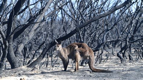 Buschfeuer wüten in Australien