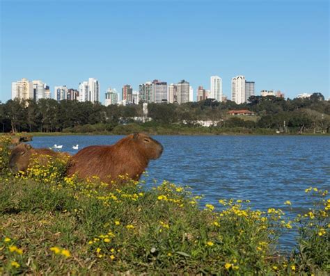 Lugares para ir em Curitiba passeios pontos turísticos e dicas de