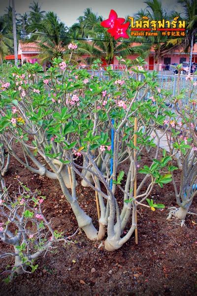 ไพสิฐฟาร์ม 欢迎光临林章记农场 Paisitfarm Adenium ชวนชม