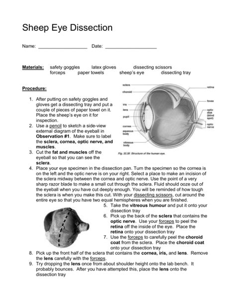 Sheep Eye Dissection