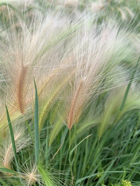 Grasses & Grass-like Species | Project: Plant ID