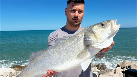 Spigola Gigante Con Bolognese E Bigattini Giant Sea Bass With