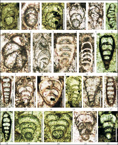 The Changhsingian Foraminiferal Fauna Of The Meishan D Section