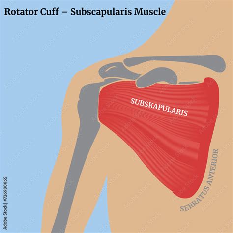 Rotator Cuff Subscapularis Muscle The Structure Of The Muscles Of The