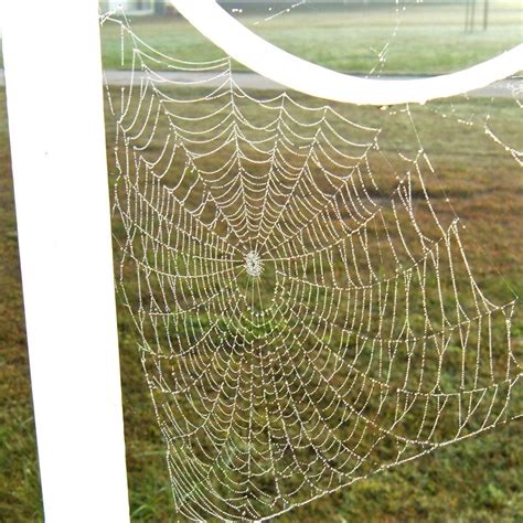 Orb Weaver Spider Web | ThriftyFun