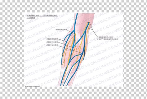 Pulgar Nervio Cut Neo Medial De La Vena Bas Lica Del Antebrazo Caja D