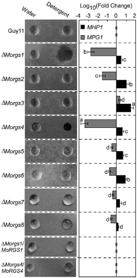 Pth Gene Expression In D Morgs Mutants Rna Was Extracted From