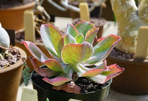 Oreja De Burro Echeveria Gibbiflora Picturethis