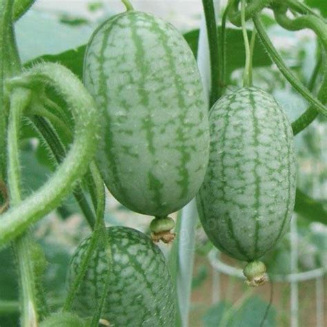 Egrow 10Pcs Super Mini Watermelon Seeds Thumb Watermelon Delicious Fruit Seeds - US$2.49