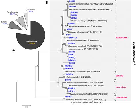 Molecular Identification Of γ Proteobacteria Isolates Taxonomic Download Scientific Diagram