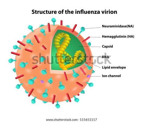 Structure Influenza Virion Virus Vector Stok Vektör Telifsiz 115651117 Shutterstock