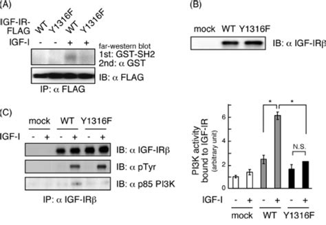 Igf I Induced Tyrosine Phosphorylation Of Igf Ir Association Of Pi3k