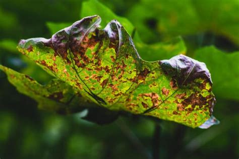 Manchas Pretas Nas Folhas Das Plantas Causas E Solu O