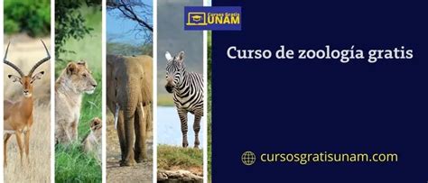 Curso De Zoología Gratis 》