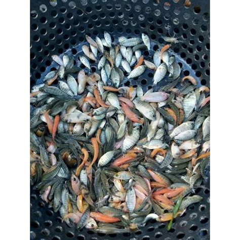 Jual Bibit Ikan Nila Super Grade Ukuran 6 Samapi 8 Cm Shopee Indonesia