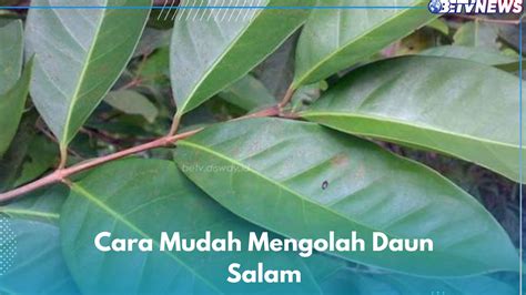 Cara Mudah Mengolah Daun Salam Untuk Kesehatan Cukup Lakukan Ini