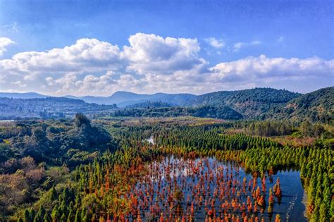 云南昆明：水杉林渐红 初冬湿地美如画