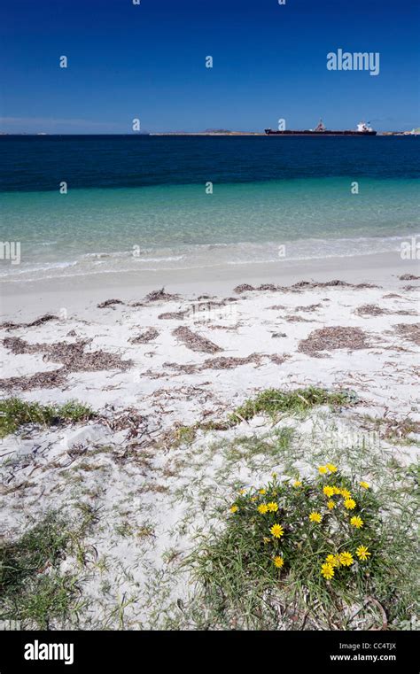 Yellow Daisies On Beach Esperance Western Australia Australia Stock