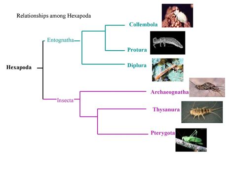 Insect Evolution. - ppt download