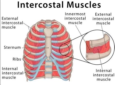 Intercostal Muscles Strain Archives Samarpan Physiotherapy Clinic