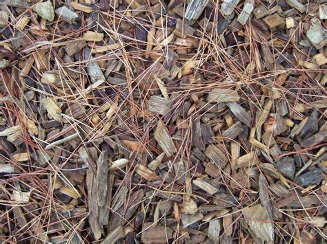 Mulch 101 The Garden Hotline