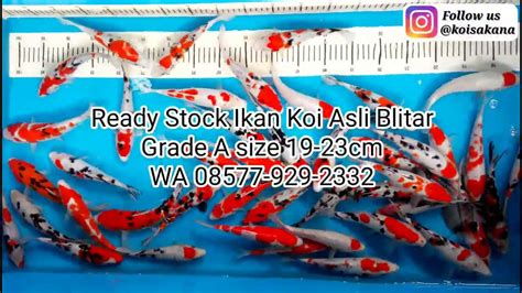 Ikan Koi Asli Blitar Grade A Size Cm Youtube