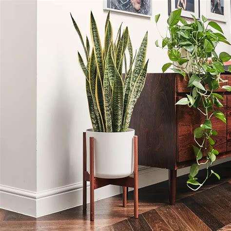 Best house plants – our top picks for low light, clean air, bathrooms and easy care