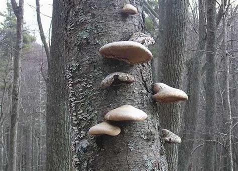 Birch Polypore Medicinal Mushroom Tincture Fomitopsis Etsy