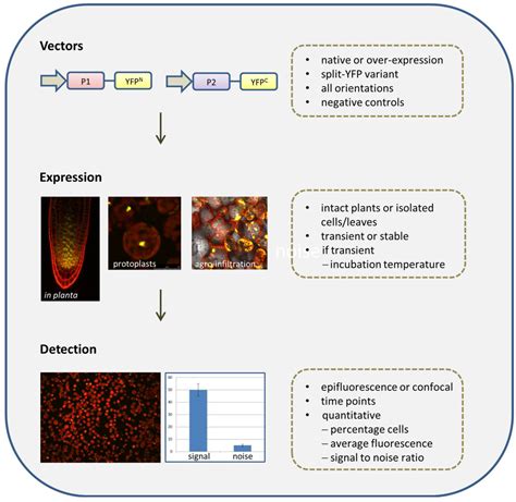 IJMS Free Full Text A Cautionary Note On The Use Of Split YFP BiFC