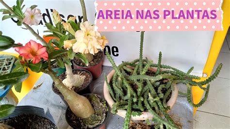 como utilizar areia de construção nas plantas YouTube