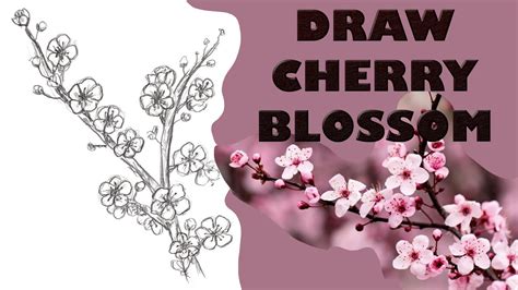 How To Draw Cherry Blossoms Step By Step Drawing Tutorial Guided Realistic Japanese Tree Sketch