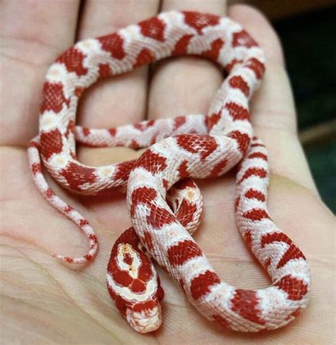 Whats Your Favorite Corn Snake Morph R Cornsnakes