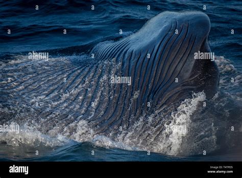 Ballena Azul Balaenoptera Musculus Fotografías E Imágenes De Alta Resolución Alamy