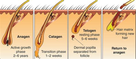 How To Fight Hair Loss Thehealthclub