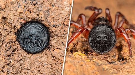 CONHEÇA A ARANHA MAIS PERIGOSA DO BRASIL YouTube