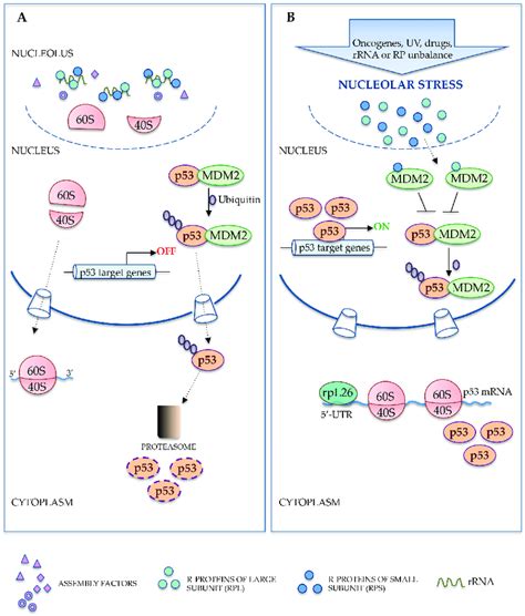 Role Of Ribosomal Proteins In P53 Activation Upon Nucleolar Stress A