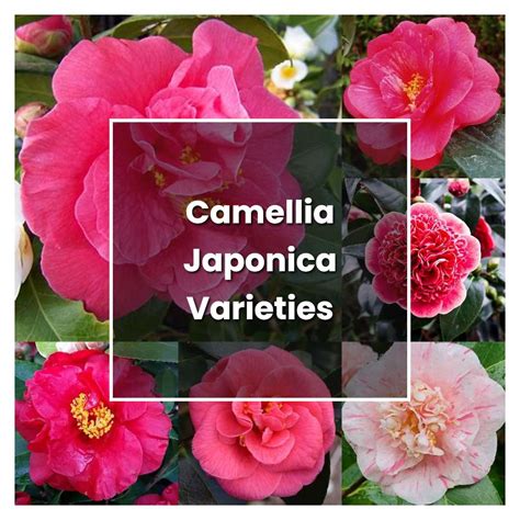 How To Grow Camellia Japonica Varieties Plant Care And Tips