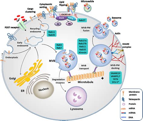 Frontiers Mesenchymal Stem Cell Derived Extracellular Vesicle Therapy